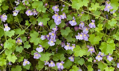 Kenilworth Ivy flowers-gallery-4