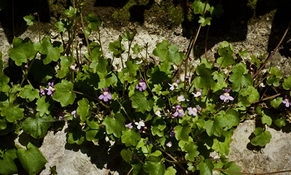 Kenilworth Ivy flowers-gallery-5