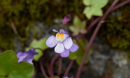 Kenilworth Ivy flowers-gallery-6