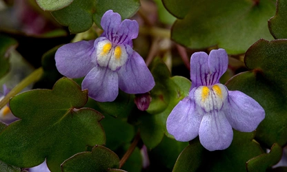 Kenilworth Ivy flowers-gallery-7