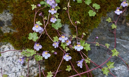 Kenilworth Ivy flowers-gallery-8