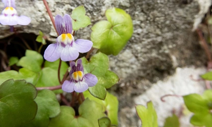 Kenilworth Ivy flowers-gallery-9