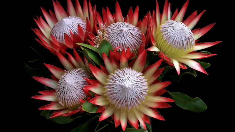 King Protea Featured image
