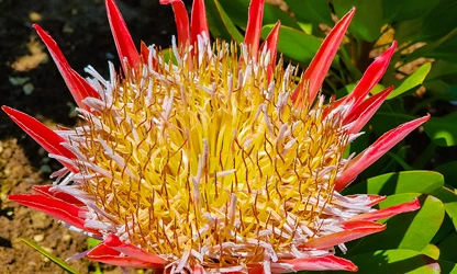 King Protea flowers-gallery-10