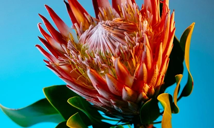 King Protea flowers-gallery-11