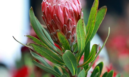 King Protea flowers-gallery-12
