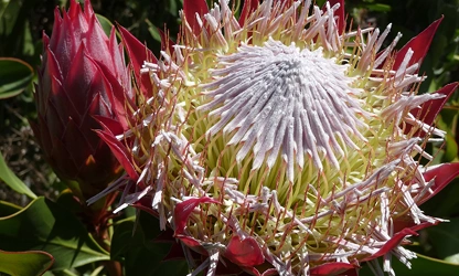 King Protea flowers-gallery-13