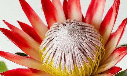 King Protea flowers-gallery-14