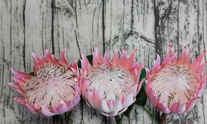 King Protea flowers-gallery-15