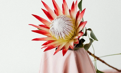King Protea flowers-gallery-16