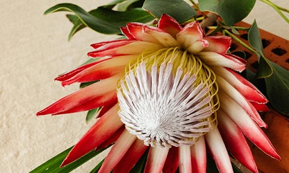 King Protea flowers-gallery-2