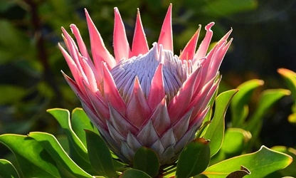 King Protea flowers-gallery-3