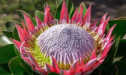 King Protea flowers-gallery-4