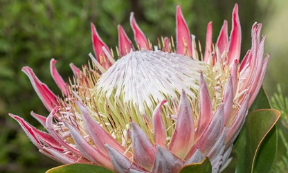 King Protea flowers-gallery-5