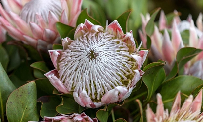 King Protea flowers-gallery-6