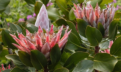 King Protea flowers-gallery-7