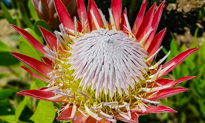 King Protea flowers-gallery-8