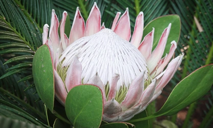 King Protea flowers-gallery-9