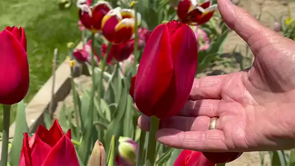 Kingsblood Tulip