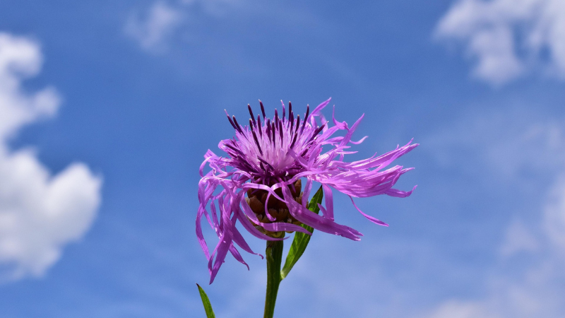 Knapweed Featured image