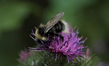 Knapweed flowers-gallery-1