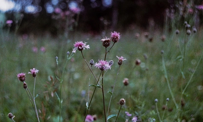 Knapweed flowers-gallery-10