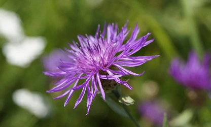 Knapweed flowers-gallery-11