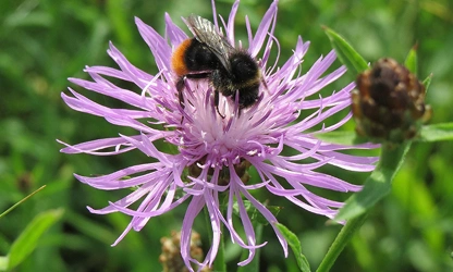 Knapweed flowers-gallery-12