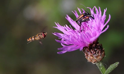 Knapweed flowers-gallery-13