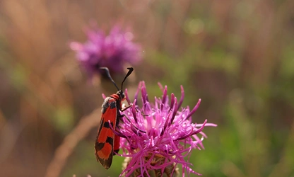 Knapweed flowers-gallery-2