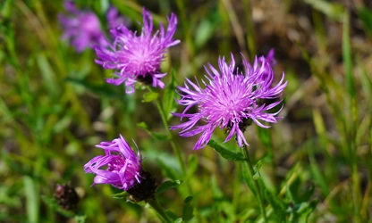 Knapweed flowers-gallery-3