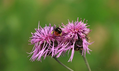 Knapweed flowers-gallery-4