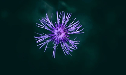 Knapweed flowers-gallery-5