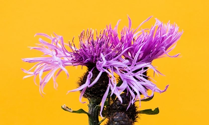 Knapweed flowers-gallery-6