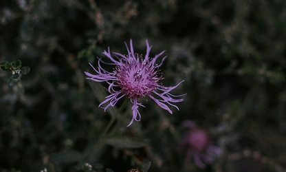 Knapweed flowers-gallery-7