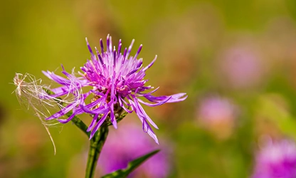 Knapweed flowers-gallery-8