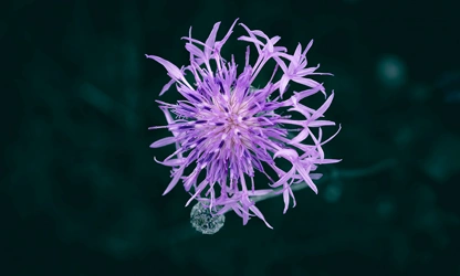 Knapweed flowers-gallery-9