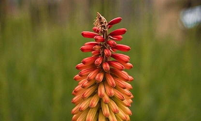 Kniphofia (Red Hot Poker) flowers-gallery-1
