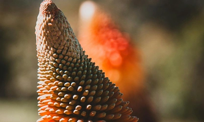 Kniphofia (Red Hot Poker) flowers-gallery-10