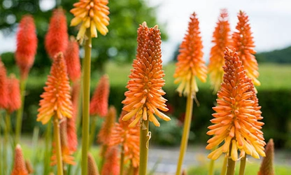 Kniphofia (Red Hot Poker) flowers-gallery-11