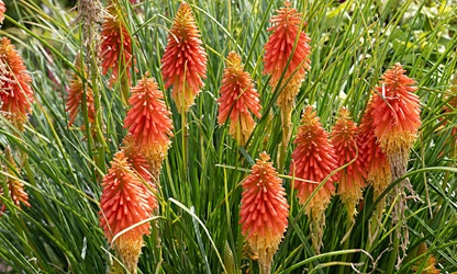 Kniphofia (Red Hot Poker) flowers-gallery-12