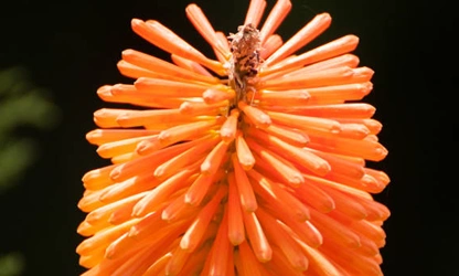 Kniphofia (Red Hot Poker) flowers-gallery-13