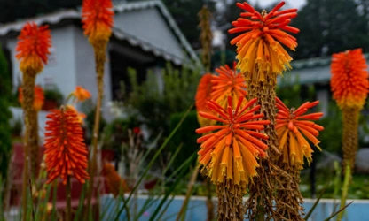 Kniphofia (Red Hot Poker) flowers-gallery-14
