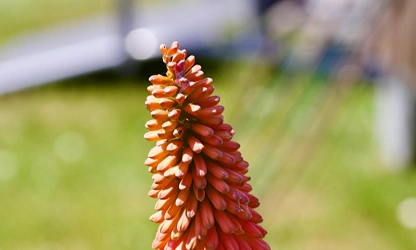 Kniphofia (Red Hot Poker) flowers-gallery-2