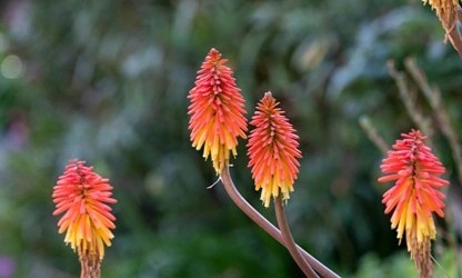 Kniphofia (Red Hot Poker) flowers-gallery-3