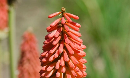 Kniphofia (Red Hot Poker) flowers-gallery-4
