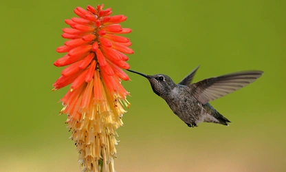 Kniphofia (Red Hot Poker) flowers-gallery-5