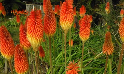 Kniphofia (Red Hot Poker) flowers-gallery-6