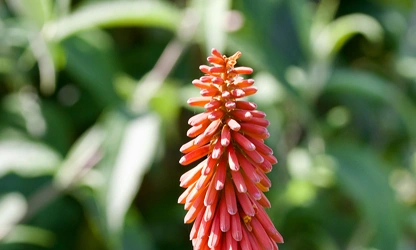 Kniphofia (Red Hot Poker) flowers-gallery-7