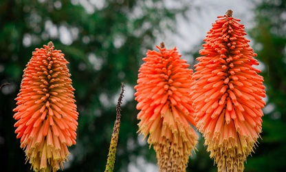 Kniphofia (Red Hot Poker) flowers-gallery-8